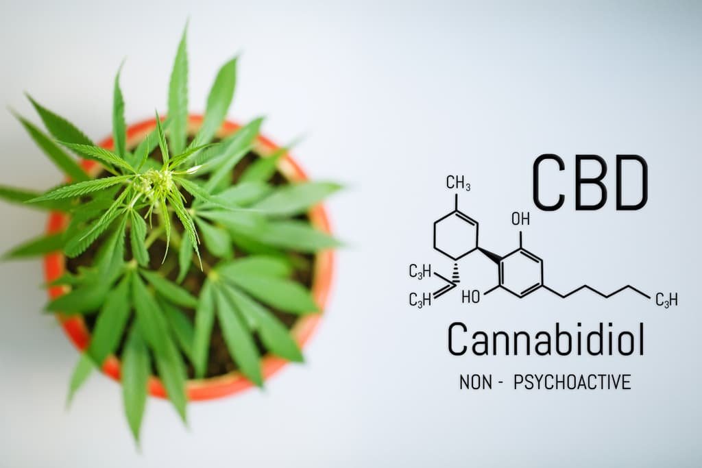 CBD cannabidiol planta