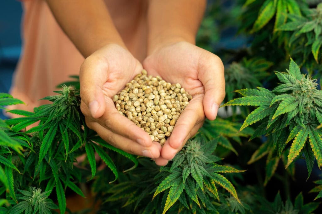 Hemp seeds and leaf