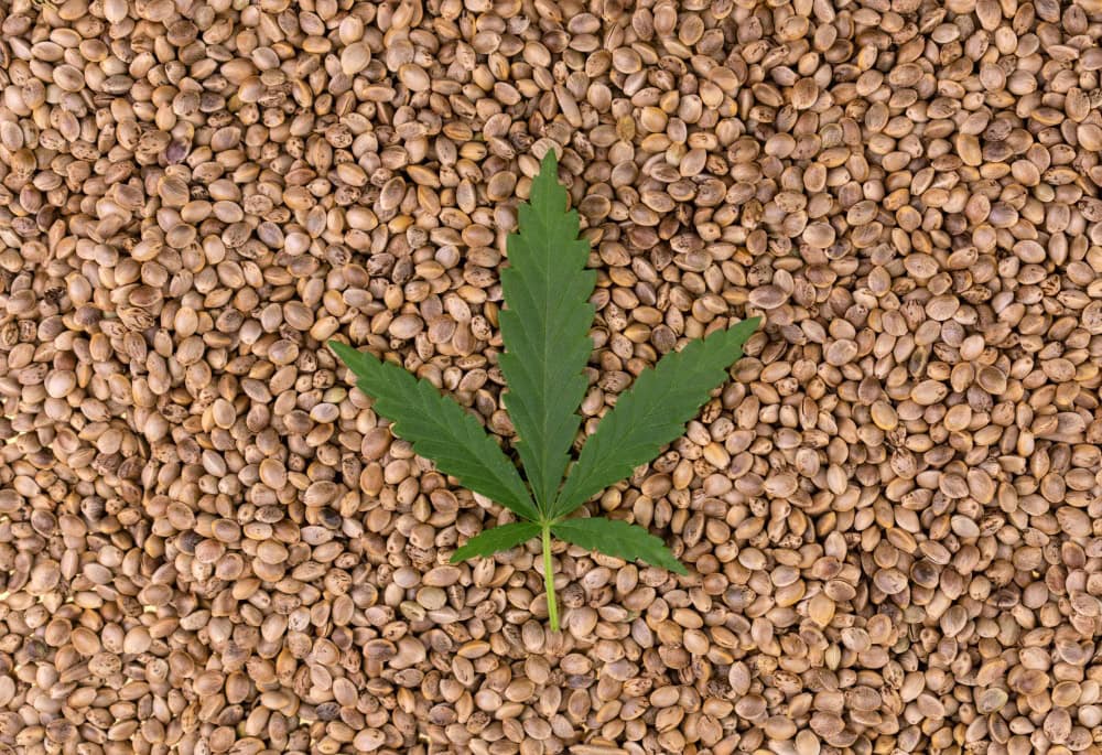 Hemp seeds