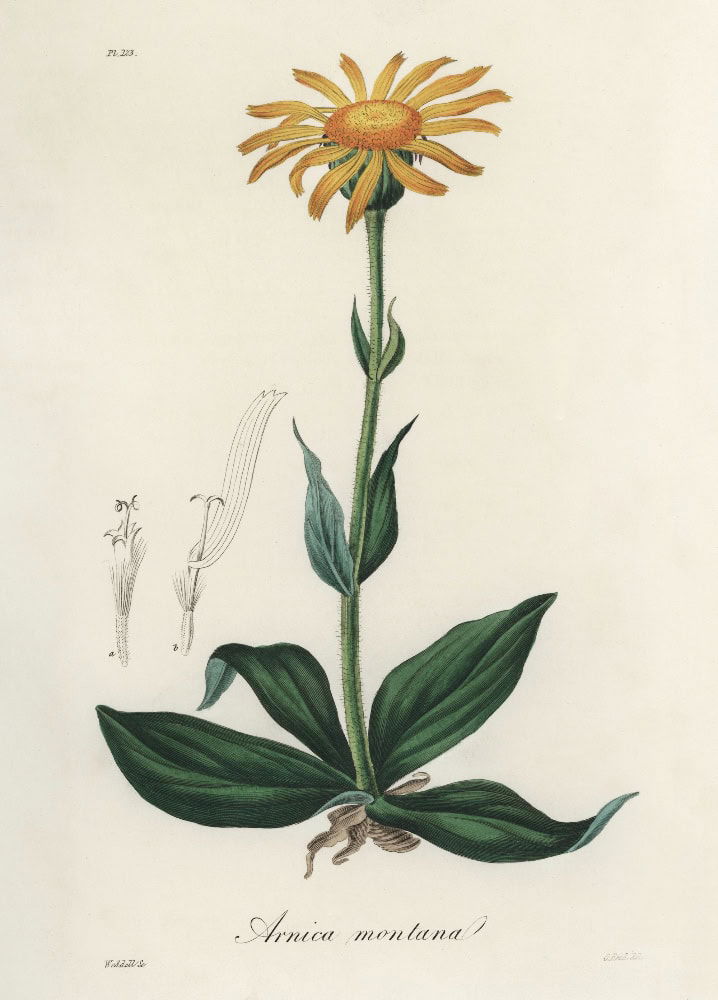 Arnica