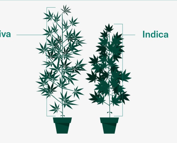 Sativa eller Indica