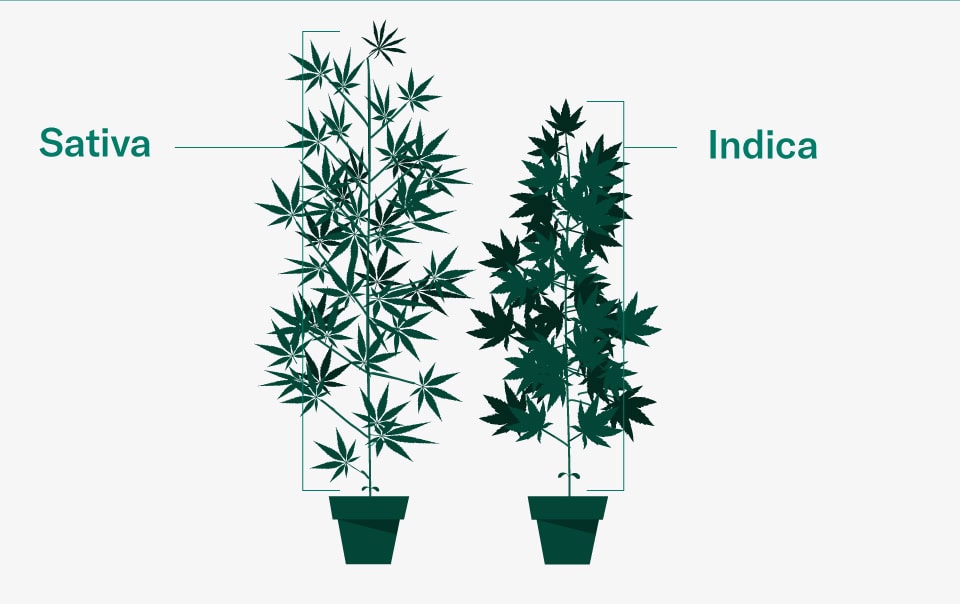 Sativa eller Indica