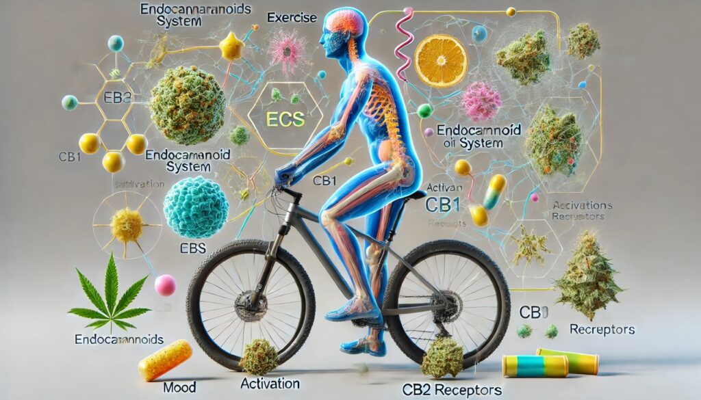 Endocannabinoida systemet och träning