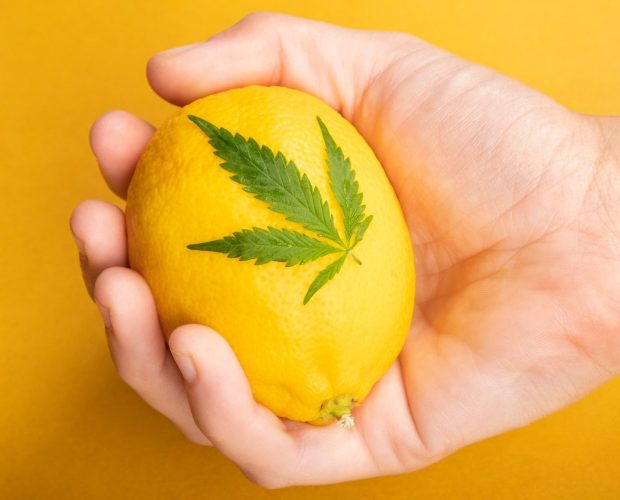 Terpen citrus